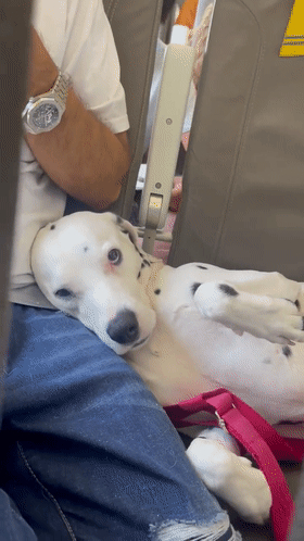 小金毛第一次坐火车明明很紧张还故作淡定的小表情超可爱