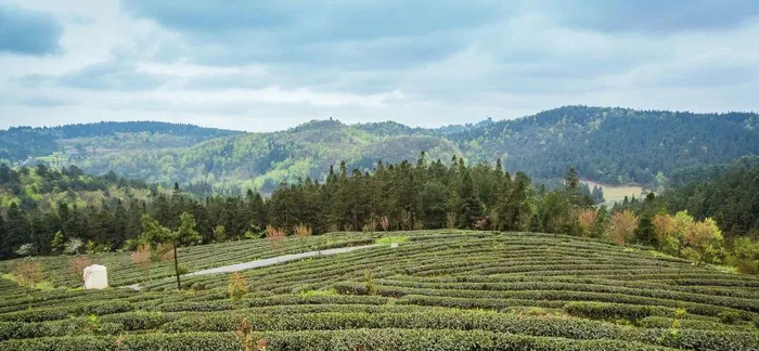 早春三月,一起来贵阳"赏茶山"|茶山|茶园|茶海_新浪新闻