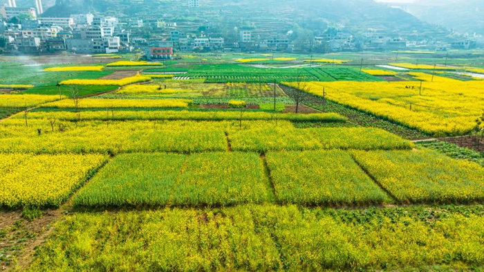 这个春天,总要来趟镇雄吧!|油菜花_新浪新闻
