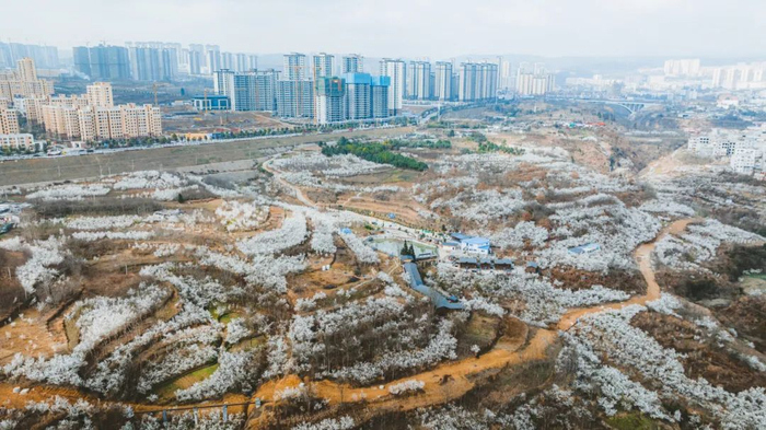 这个春天,总要来趟镇雄吧!|油菜花_新浪新闻