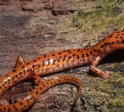 地球最懒生物,12年才交配一次,却很长寿|斯洛文尼亚|螈|交配_新浪新闻