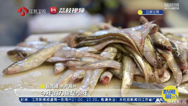 肉肥味美海刀鱼抢鲜上市最贵每斤2000元