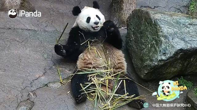 四川熊猫新副业是竹筷制造师吧