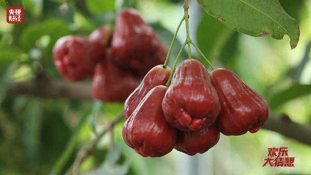 清脆爽口甜美多汁三亚莲雾熟了