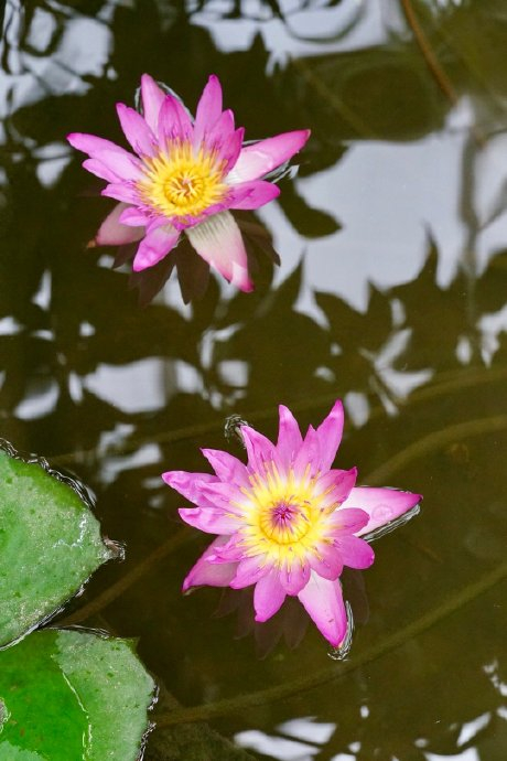 雄蕊先成熟,释放花粉(图5),等花粉都释放完了,雄蕊张开露出一个小池塘