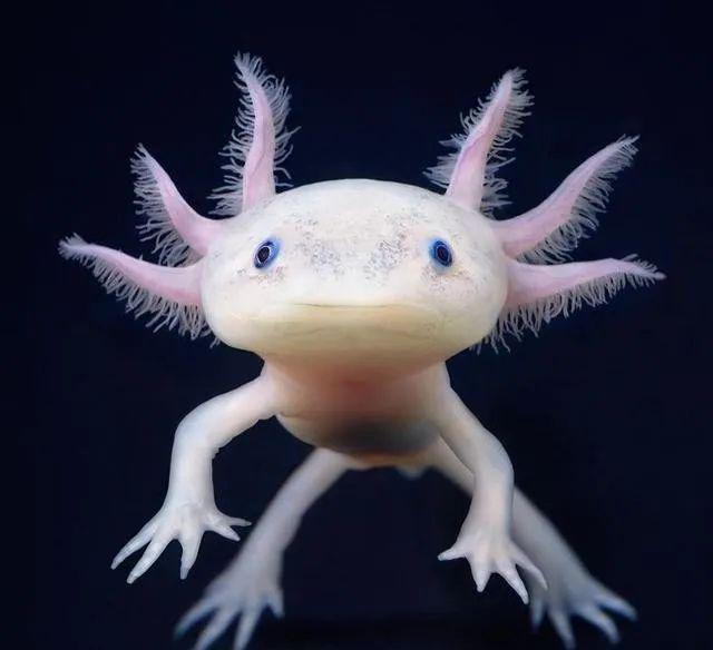 地球最懒生物,12年才交配一次,却很长寿|斯洛文尼亚|螈|交配_新浪新闻