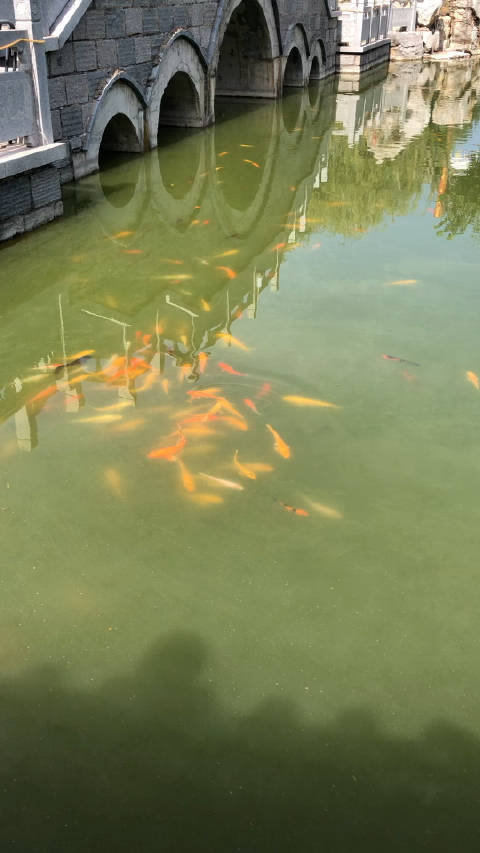 转赞锦鲤池中游祝你好运连连一顺百顺