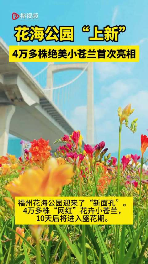 绝美42万株小苍兰亮相福州花海公园