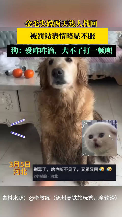 金毛失踪两天熟人找回被罚站表情略显不服狗爱咋咋滴