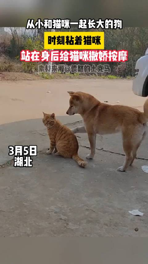 狗猫哥看看我再不看一会一口把你脑袋含嘴里