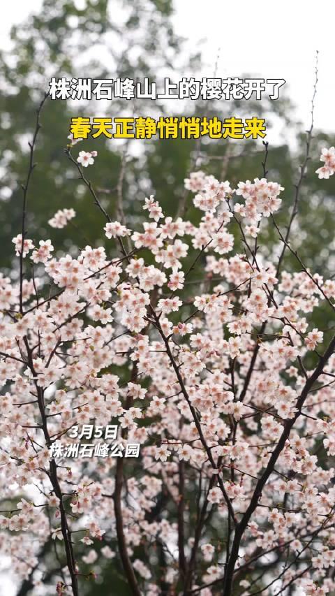 2021株洲石峰公园樱花图片