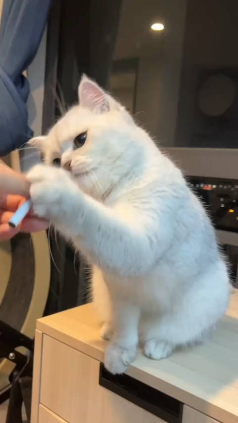 我的猫烟龄五年