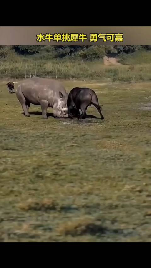 水牛单挑犀牛被犀牛顶翻在地
