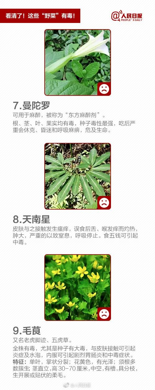 别吃!已有人中毒|石龙芮|野菜|水芹菜_新浪新闻