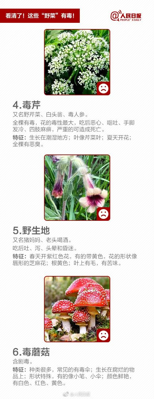 别吃!已有人中毒|石龙芮|野菜|水芹菜_新浪新闻