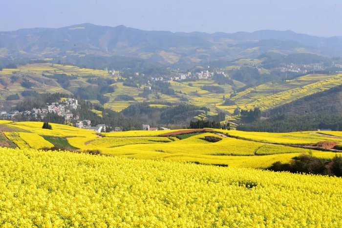 曲靖已被花海包围了
