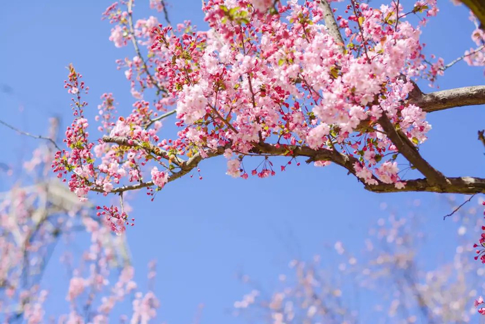 曲靖已被花海包围了~|曲靖市|花海|樱花_新浪新闻