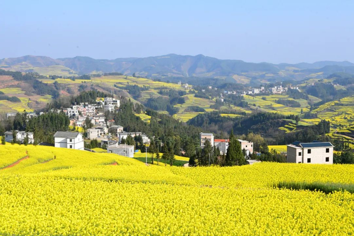 曲靖已被花海包围了
