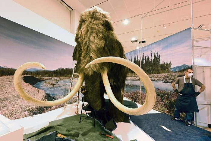 科学家有望2028年前"复活"猛犸象|猛犸象|复活|灭绝_新浪新闻