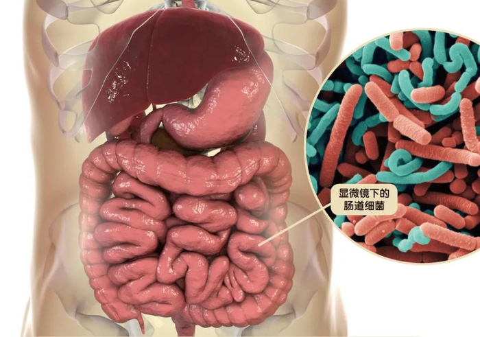臭粪便,却有大功能|细菌|疾病|感染_新浪新闻