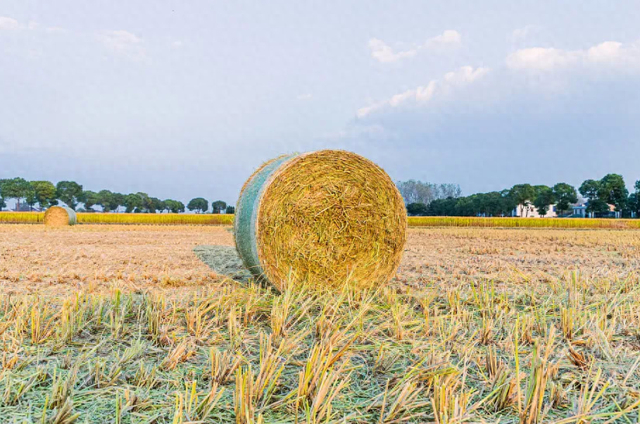 两会快评 | 禁烧秸秆导致病害增加,以科学修正机械执法正当时|两会|机