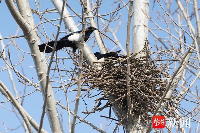 南京马路边一棵大树上