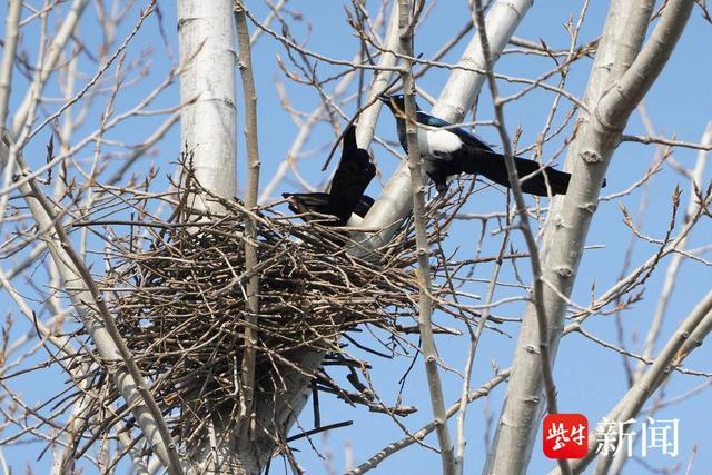 南京马路边一棵大树上