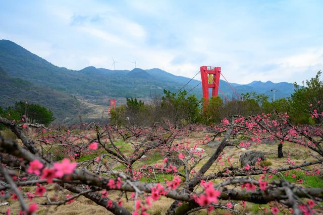 持续到3月下旬2024连州桃花节暨清远市赏花文化旅游季开幕