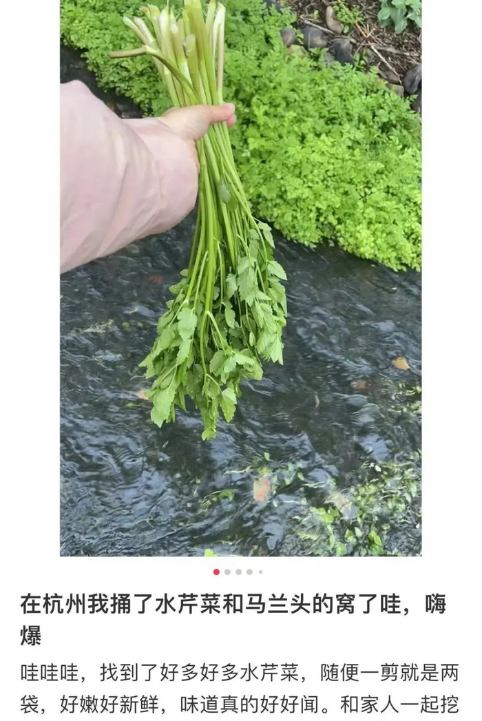 别吃!已有人中毒|石龙芮|野菜|水芹菜_新浪新闻