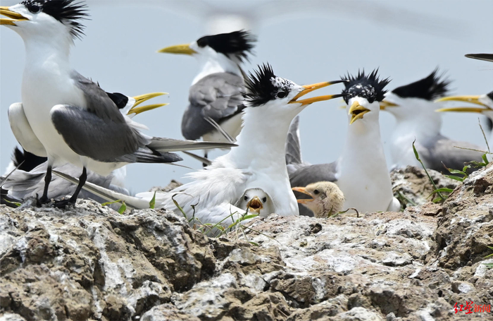 据招募介绍,团队共计划招募12名繁殖海鸟监测员,支付劳务费每天300元