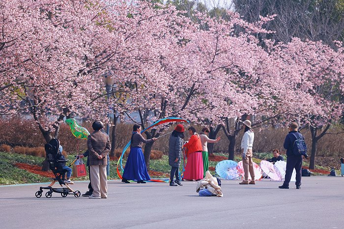 上海樱花节下周开幕|小红书|樱花节|顾村公园_新浪新闻
