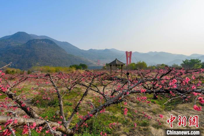 粤北古城连州桃花盛开 游客踏春赏花乐趣多|清远市|玻璃桥_新浪新闻