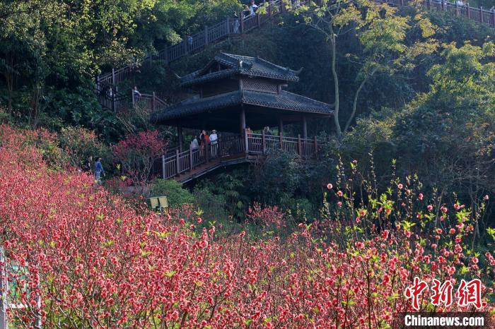 青秀山桃花图片