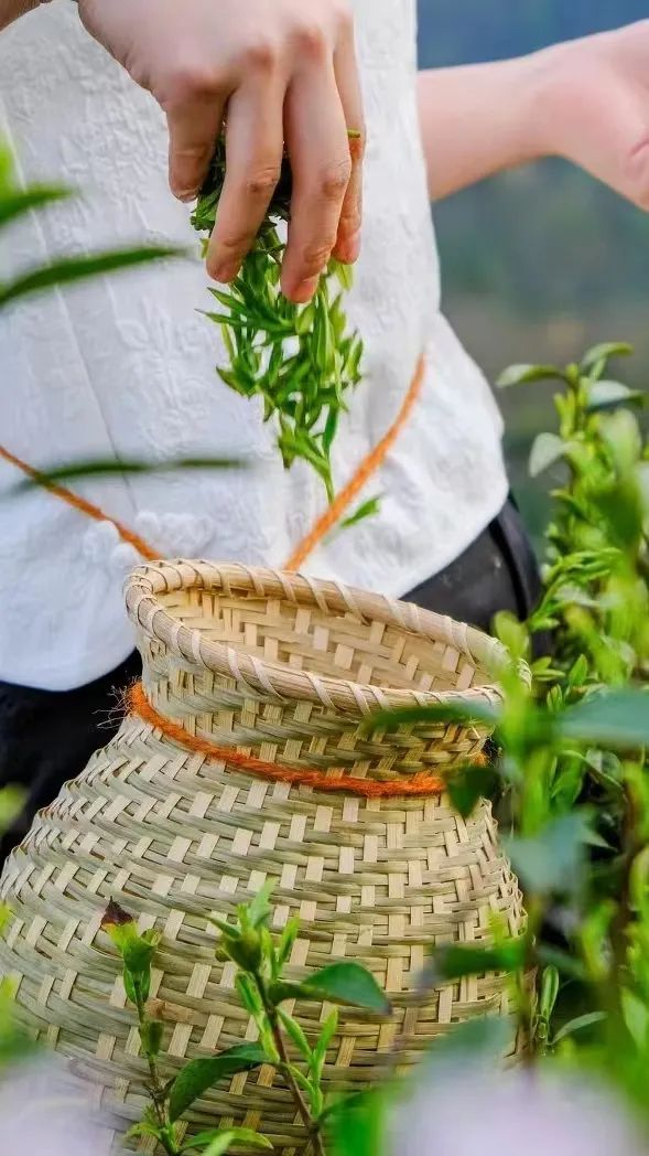 从合肥出发徒步山野小小茶农初体验