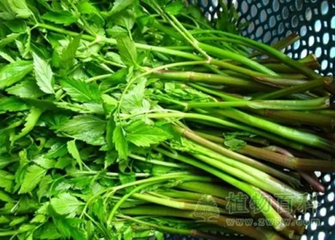 别吃!已有人中毒|石龙芮|野菜|水芹菜_新浪新闻