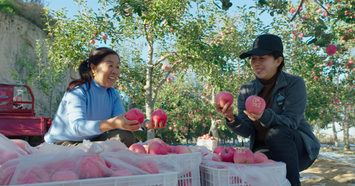 田俊莲(左一)正在将采摘的苹果装箱 受访者供图3月6日,在陕西省纪念"