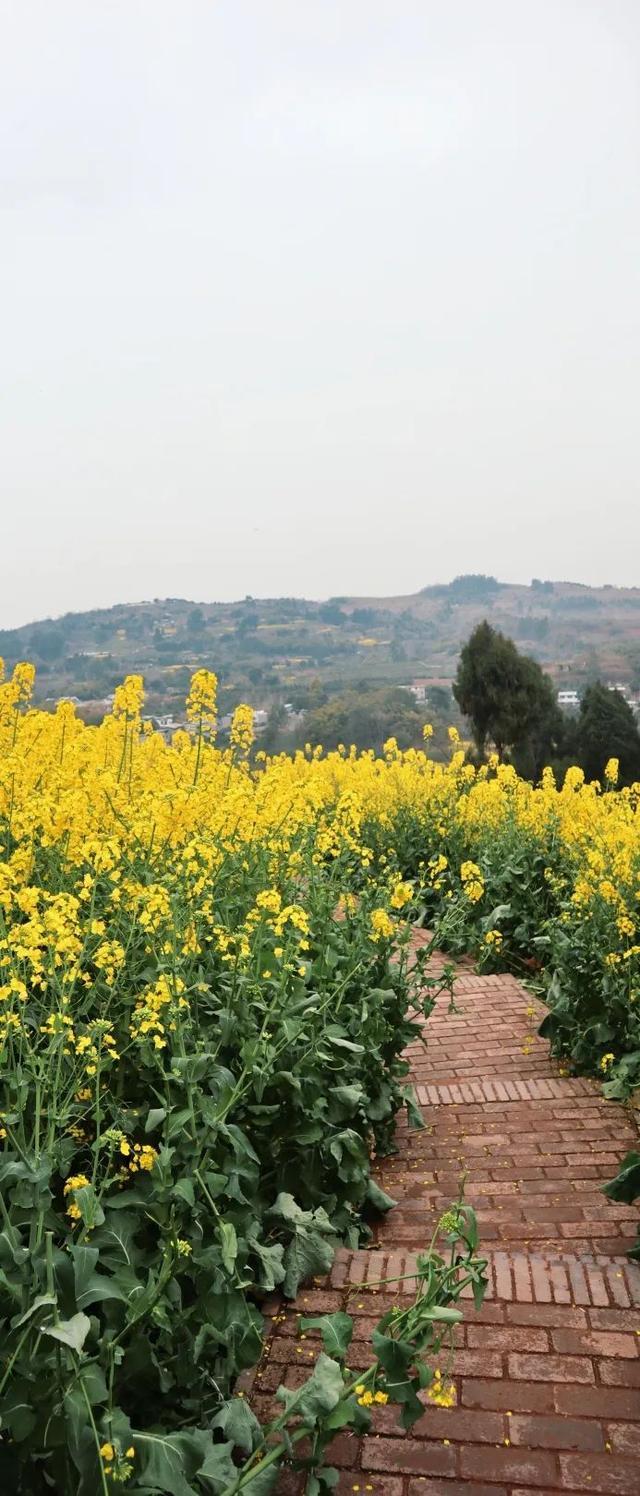 成都附近油菜花景点图片