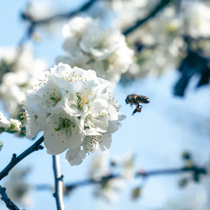 这个乡野小院开满李花……|鸵鸟山庄|小院|李花_新浪新闻