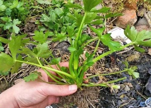 别吃!已有人中毒|石龙芮|野菜|水芹菜_新浪新闻