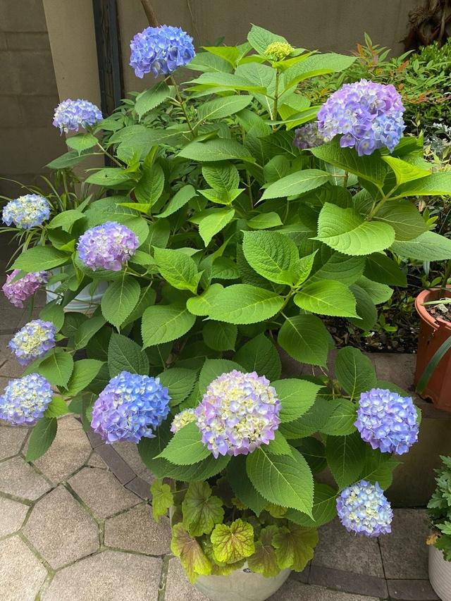 春天养绣球花,做到"一件事",花量增加10倍,开花更多更美|绣球花_新浪