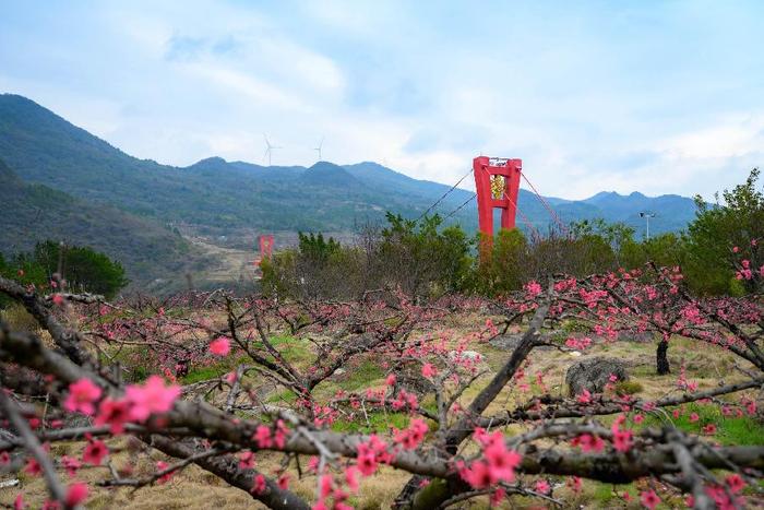 连州桃花开,邀约游客共赏春日花海