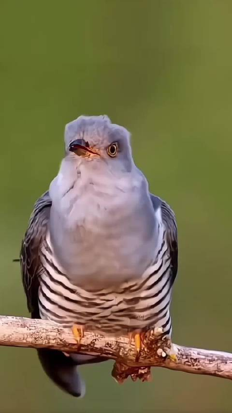 终于看到这个布谷鸟了