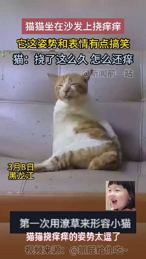 猫猫挠痒痒造型太逗了