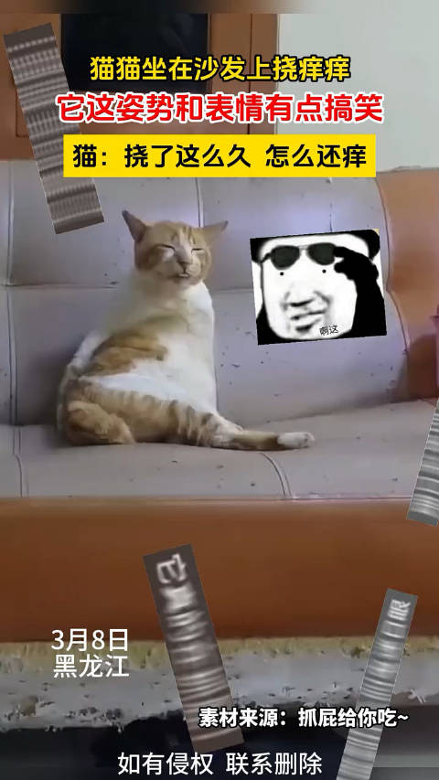 猫猫坐在沙发上挠痒痒它这姿势和表情有点搞笑
