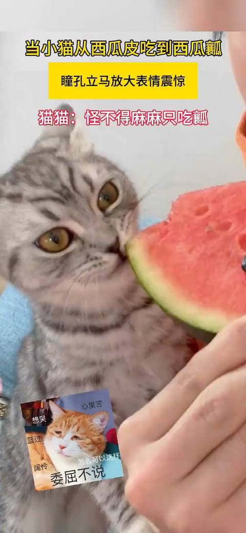当猫咪从西瓜皮吃到西瓜瓤瞳孔立马放大表情震惊
