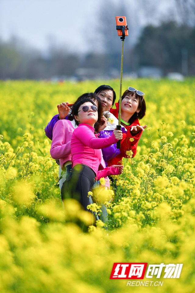 组图丨超美长沙鹅洲岛油菜花盛开如海