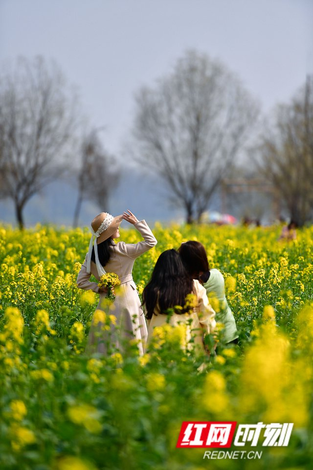 组图丨超美长沙鹅洲岛油菜花盛开如海