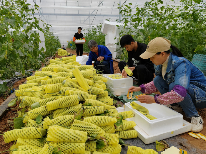 "数字 "推动农业不断升级 青秀区刘圩镇"幸福瓜"羊角蜜喜丰收|南宁市