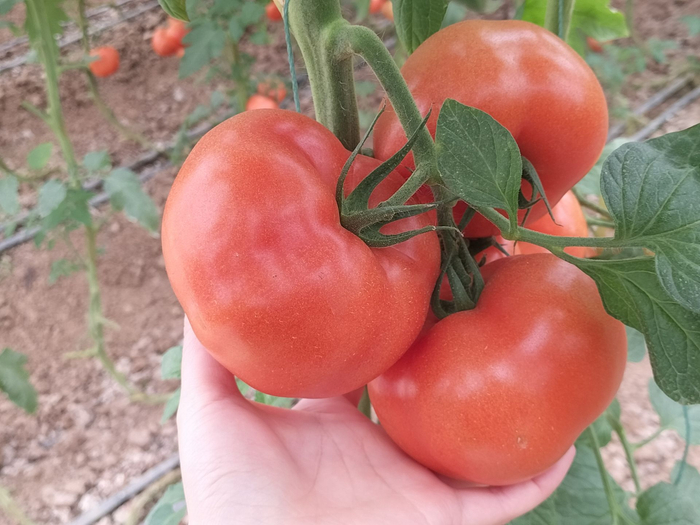 "数字 "推动农业不断升级 青秀区刘圩镇"幸福瓜"羊角蜜喜丰收|南宁市