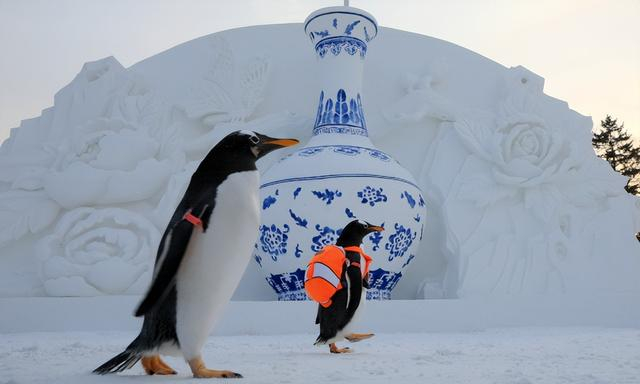 今年火出圈的“逃学”企鹅 黑龙江日报·龙头新闻记者 张澍 摄